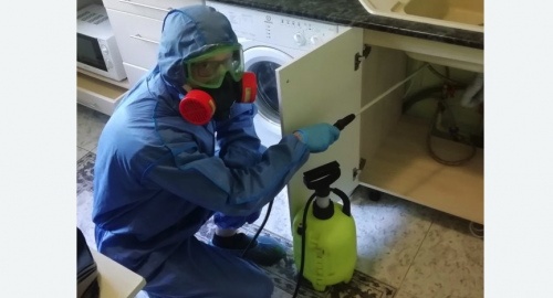 Уничтожение муравьев в квартире. Черняховск