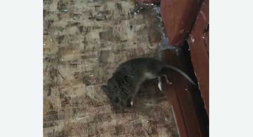 Дезинфекция от мышей в Черняховске