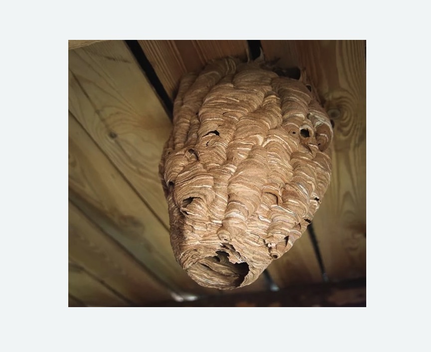 обработка от шершней в Черняховске