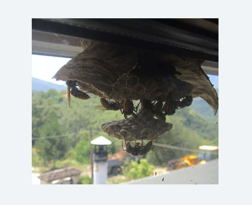 Уничтожение гнёзд шершней в Черняховске