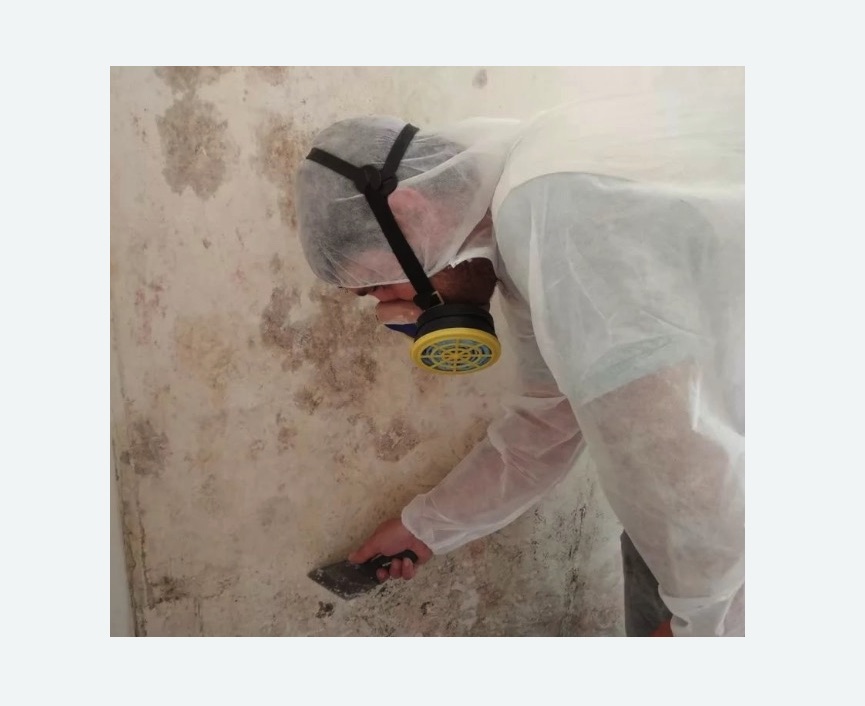 Обработка стен от плесени в Черняховске