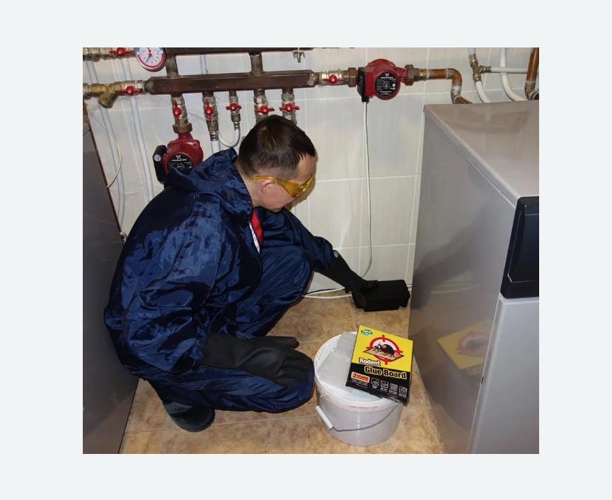 Уничтожение крыс в Черняховске