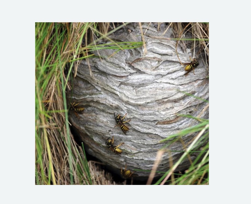 Уничтожение ос и ульев в Черняховске